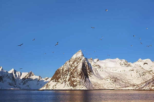Coast mountain Klokketindenwith gulls - Norway, Nordland, Lofoten, Moskenesoya, Hamnoy