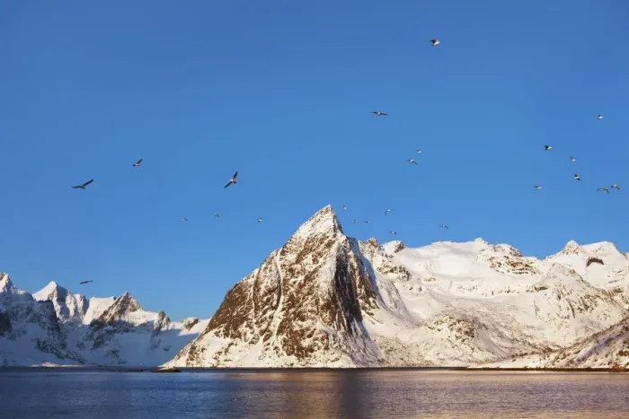 Framed Print : Coast mountain Klokketindenwith gulls - Norway, Nordland, Lofoten, Moskenesoya, Hamnoy