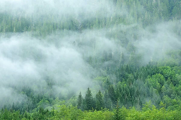 Coast Mountains in fog, Prudhomme Lake Provincial Park, British Columbia, Canada