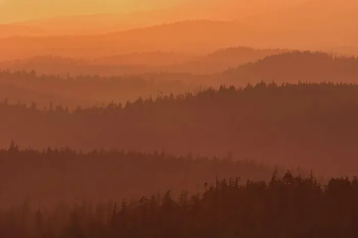 Framed Print : Coast Mountains of old growth temperate rain forest at sunset Carmanah-Walbran Provincial Park, British Columbia, Canada Framed Print : Coast Mountains of old growth temperate rain forest at sunset Carmanah-Walbran Provincial Park, British Columbia, Canada