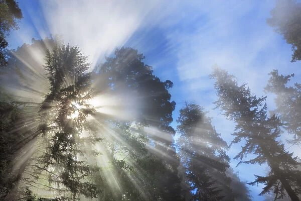 Coast redwood forest in fog - USA, California, Humboldt, Redwood National Park