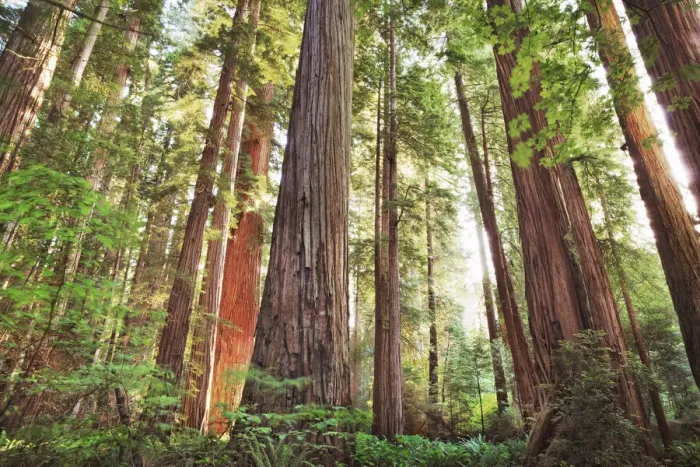 Framed Print : Coast redwood forest - USA, California, Del Norte, Jedediah Smith Redwoods State Park Framed Print : Coast redwood forest - USA, California, Del Norte, Jedediah Smith Redwoods State Park