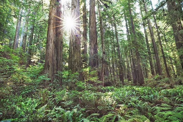 Coast redwood forest - USA, California, Del Norte, Prairie Creeks Redwood State Park