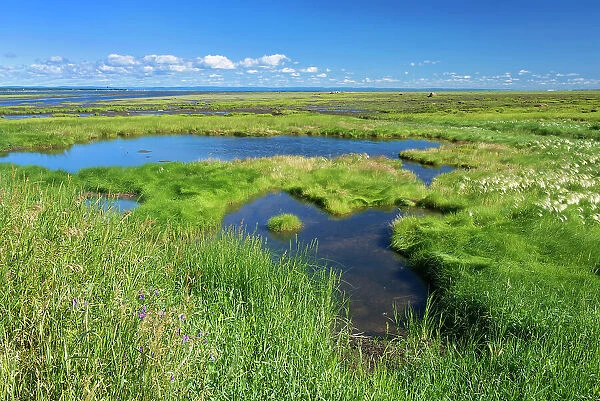 Coastal marsh in the St. Lawrence River L'Isle-Verte, Quebec, Canada