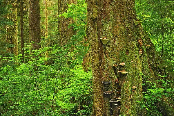 Coastal old growth rain forest Carmanah-Walbran Provincial Park, British Columbia, Canada