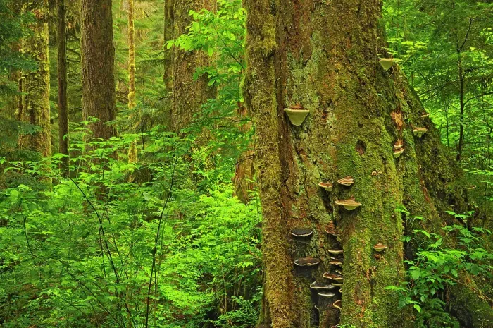 Framed Print : Coastal old growth rain forest Carmanah-Walbran Provincial Park, British Columbia, Canada Framed Print : Coastal old growth rain forest Carmanah-Walbran Provincial Park, British Columbia, Canada