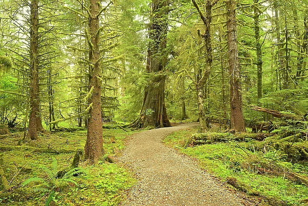 Coastal rain forest on Golden Spruce Trail. PortClements. Graham Island. Haida Gwaii (formerly the Queen Charlotte Islands), British Columbia, Canada