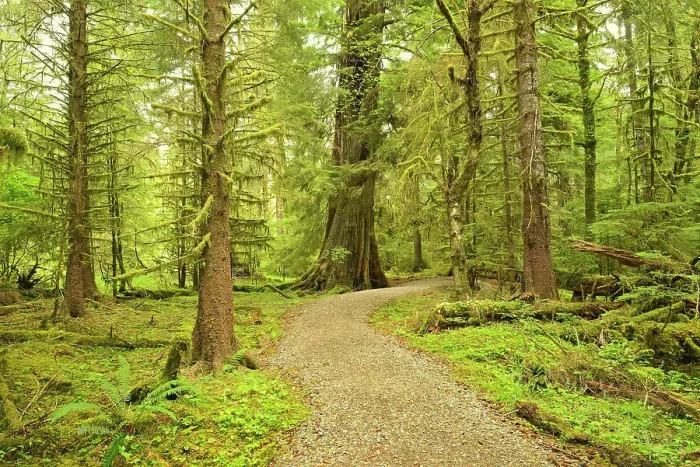 Framed Print : Coastal rain forest on Golden Spruce Trail. PortClements. Graham Island. Haida Gwaii (formerly the Queen Charlotte Islands), British Columbia, Canada Framed Print : Coastal rain forest on Golden Spruce Trail. PortClements. Graham Island. Haida Gwaii (formerly the Queen Charlotte Islands), British Columbia, Canada