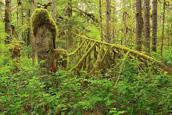 Coastal rain forest on Golden Spruce Trail. Port Clements. Graham Island, Haida Gwaii (formerly the Queen Charlotte Islands), British Columbia, Canada