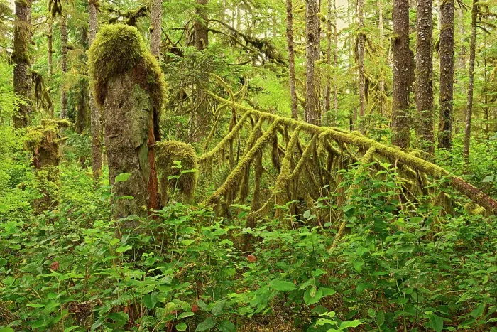 Framed Print : Coastal rain forest on Golden Spruce Trail. Port Clements. Graham Island, Haida Gwaii (formerly the Queen Charlotte Islands), British Columbia, Canada Framed Print : Coastal rain forest on Golden Spruce Trail. Port Clements. Graham Island, Haida Gwaii (formerly the Queen Charlotte Islands), British Columbia, Canada