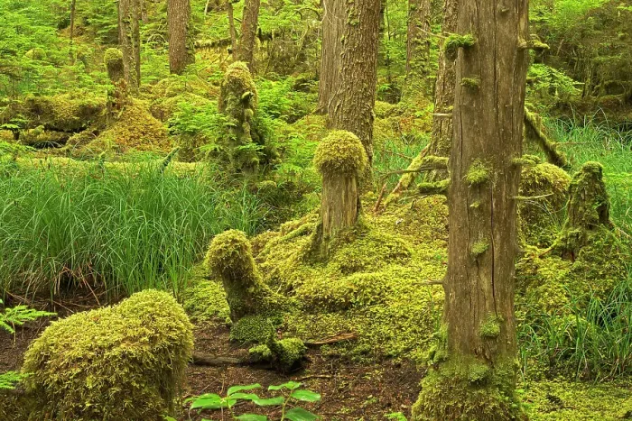 Framed Print : Coastal rain forest. Naikoon Provincial Park. Graham Island, Haida Gwaii (formerly the Queen Charlotte Islands), British Columbia, Canada Framed Print : Coastal rain forest. Naikoon Provincial Park. Graham Island, Haida Gwaii (formerly the Queen Charlotte Islands), British Columbia, Canada