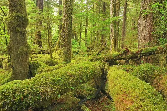 Framed Print : Coastal rain forest. Naikoon Provincial Park. Graham Island, Haida Gwaii (formerly the Queen Charlotte Islands), British Columbia, Canada Framed Print : Coastal rain forest. Naikoon Provincial Park. Graham Island, Haida Gwaii (formerly the Queen Charlotte Islands), British Columbia, Canada