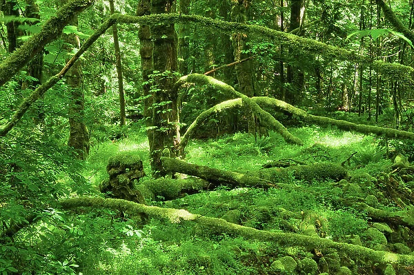 Coastal rainforest. Goldstream Provincial Park, British Columbia, Canada