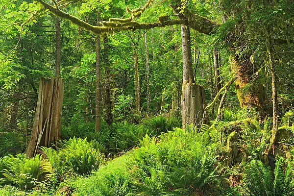 Coastal temperate rainforest, Egmont, British Columbia, Canada