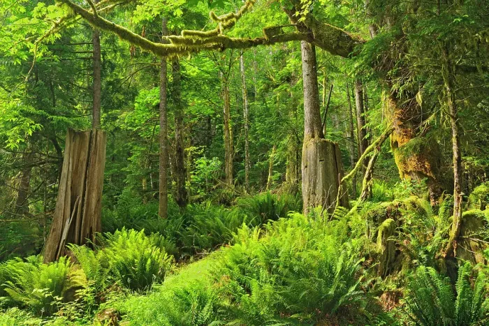 Framed Print : Coastal temperate rainforest, Egmont, British Columbia, Canada Framed Print : Coastal temperate rainforest, Egmont, British Columbia, Canada
