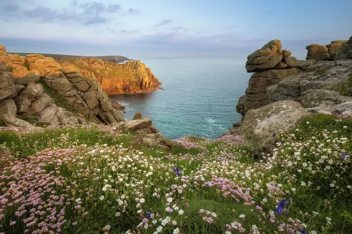 Framed Print : Coastal wildflowers in bloom at Land's End, Cornwall, England, UK, May 2025