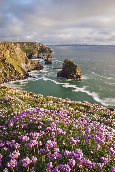 Coastline at Bedruthan Steps in spring with flowering thirft in foreground, St Eval