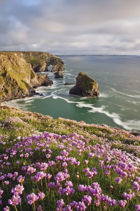 Framed Print : Coastline at Bedruthan Steps in spring with flowering thirft in foreground, St Eval Framed Print : Coastline at Bedruthan Steps in spring with flowering thirft in foreground, St Eval