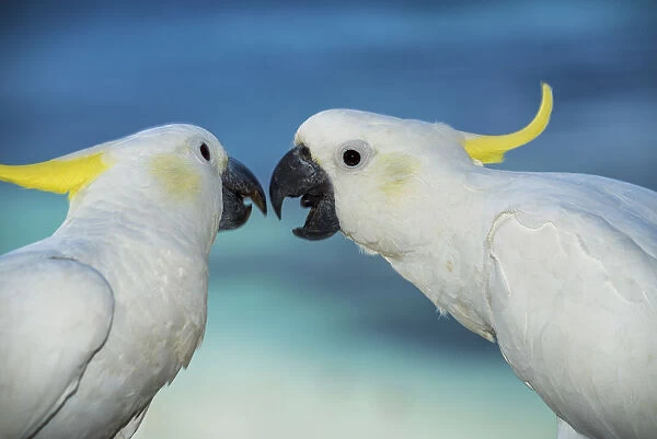 Cockatoos, Hamilton Island, Whitsunday Islands, Queensland, Australia