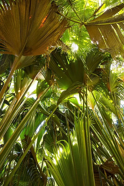 Coco de Mer palms, Vallei de Mai, Praslin Island, Seychelles
