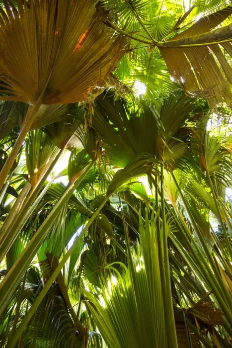 Framed Print : Coco de Mer palms, Vallei de Mai, Praslin Island, Seychelles