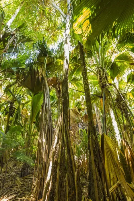 Framed Print : Coco de Mer palms, Vallei de Mai, Praslin, Seychelles Framed Print : Coco de Mer palms, Vallei de Mai, Praslin, Seychelles