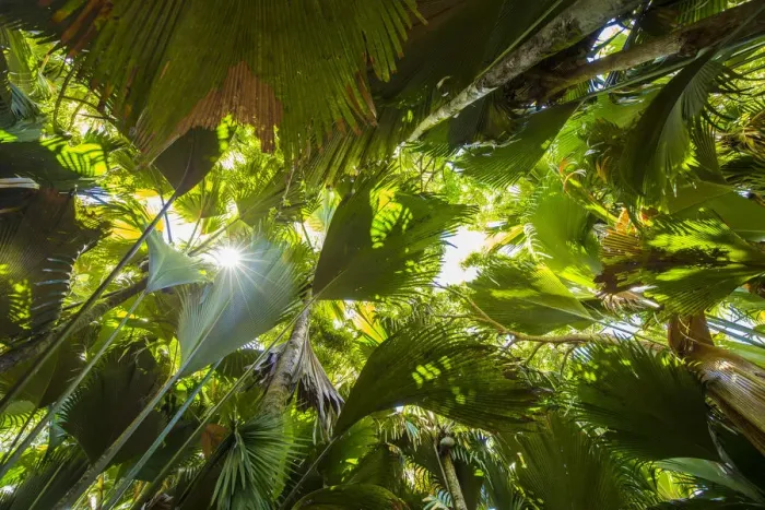 Framed Print : Coco de Mer palms, Vallei de Mai, Praslin, Seychelles