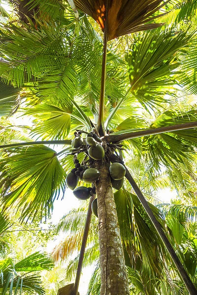 Coco de Mer palms, Vallei de Mai, Praslin, Seychelles