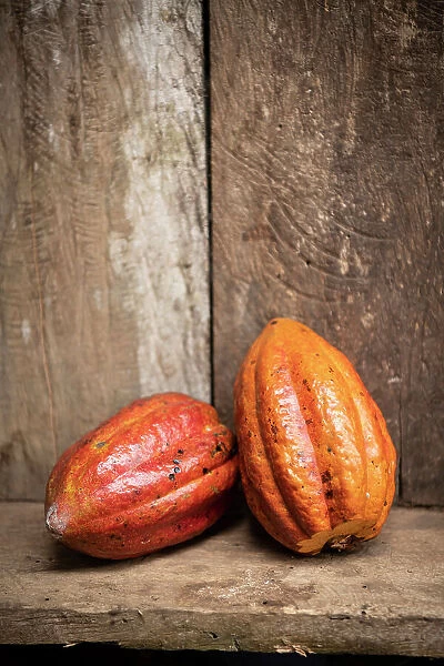 Cocoa bean, Cotundo, Napo Province, Amazonia, Ecuador