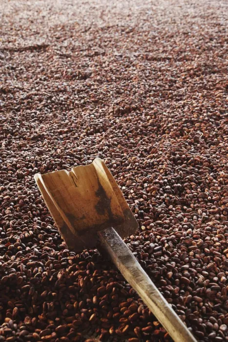 Framed Print : Cocoa (cacao) beans being dried, Kalitakir Plantation, Kalibaru, Java, Indonesia Framed Print : Cocoa (cacao) beans being dried, Kalitakir Plantation, Kalibaru, Java, Indonesia