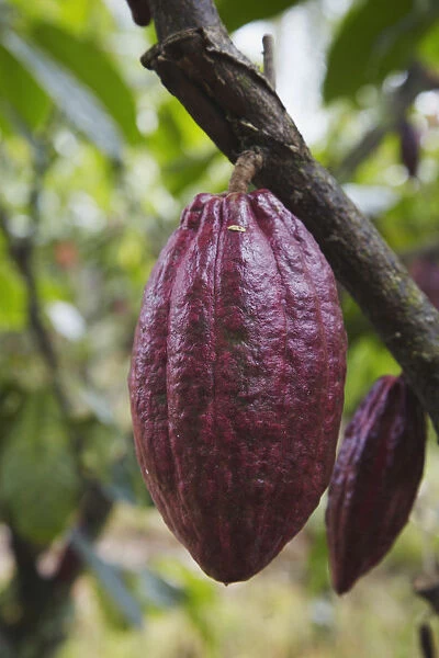 Cocoa (cacao) fruit on tree, Kalitakir Plantation, Kalibaru, Java, Indonesia