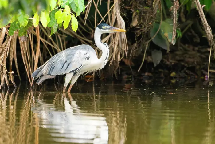 Framed Print : Cocoi heron (Ardea cocoi) on shore of Lake Sandoval, Tambopata National Reserve near Puerto Maldonado, Tambopata Province, Madre de Dios Region, Peru Framed Print : Cocoi heron (Ardea cocoi) on shore of Lake Sandoval, Tambopata National Reserve near Puerto Maldonado, Tambopata Province, Madre de Dios Region, Peru