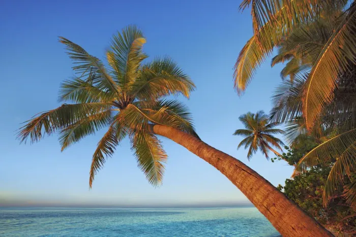 Framed Print : Coconut palm - Maldives, Nord Nilandhe Atoll, Filitheyo Framed Print : Coconut palm - Maldives, Nord Nilandhe Atoll, Filitheyo