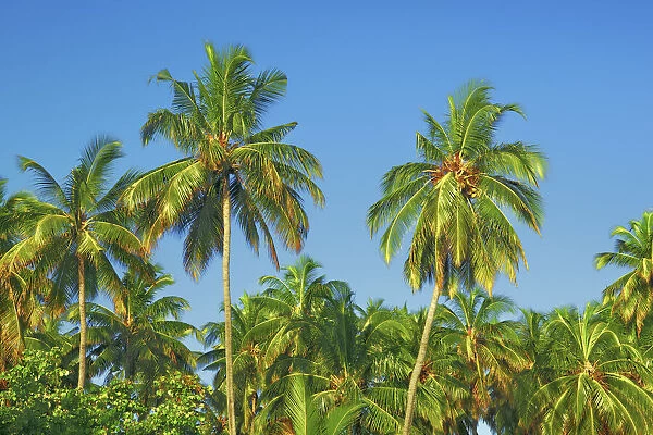 Coconut palm - Maldives, Nord Nilandhe Atoll, Filitheyo