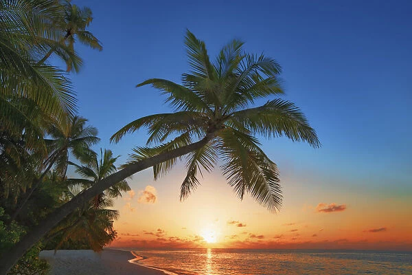 Coconut palm - Maldives, Nord Nilandhe Atoll, Filitheyo