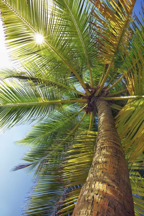Framed Print : Coconut palm - Maldives, Nord Nilandhe Atoll, Filitheyo Framed Print : Coconut palm - Maldives, Nord Nilandhe Atoll, Filitheyo