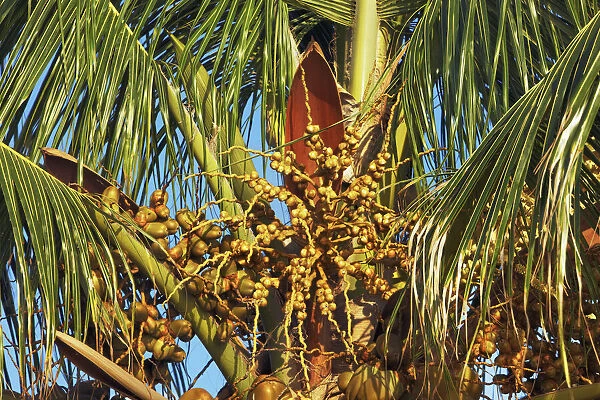 Coconut palm - Maldives, South Male Atoll, Mahaanaelhihuraa - Rihiveli