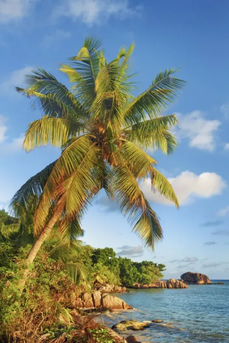 Framed Print : Coconut palm at rocky coast - Seychelles, Praslin, Anse Bateau - Indian Ocean Framed Print : Coconut palm at rocky coast - Seychelles, Praslin, Anse Bateau - Indian Ocean