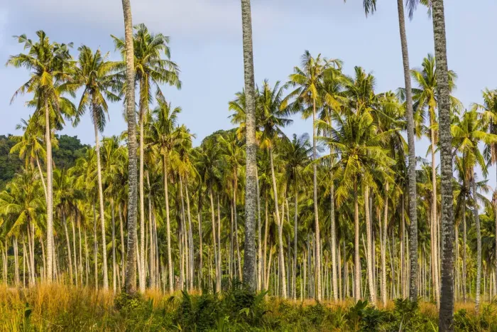 Framed Print : Coconut plantation, Ko Kut, nr. Ko Chang, Thailand
