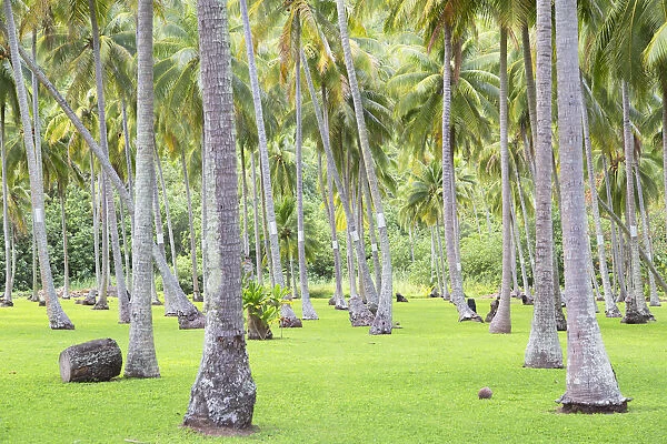 Coconut trees, Moorea, Society Islands, French Polynesia