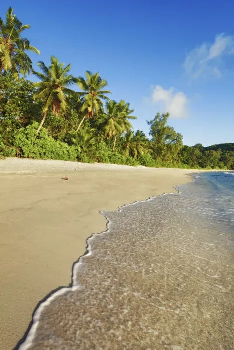 Framed Print : Coconutpalm shore at Anse Takamaka - Seychelles, Mahe, Anse Takamaka - Indian Ocean