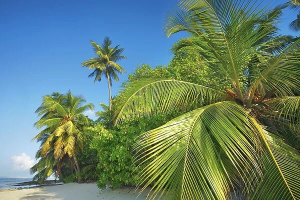 Coconutpalm shore - Maldives, Baa Atoll, Kunfunadhoo - Soneva Fushi