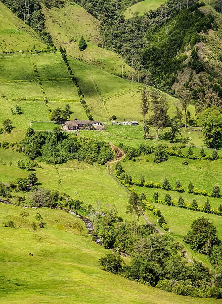 Cocora Valley, Salento, Quindio Department, Colombia