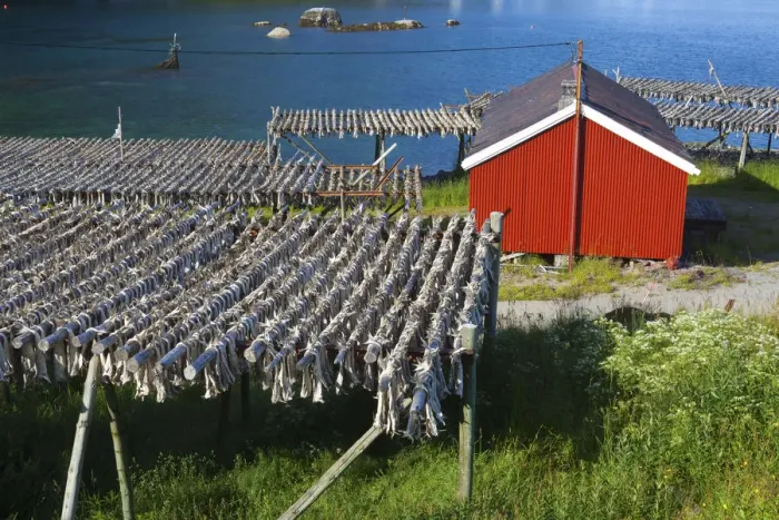Framed Print : Cod drying on racks, Moskenes, Moskenesoy, Lofoten, Nordland, Norway Framed Print : Cod drying on racks, Moskenes, Moskenesoy, Lofoten, Nordland, Norway
