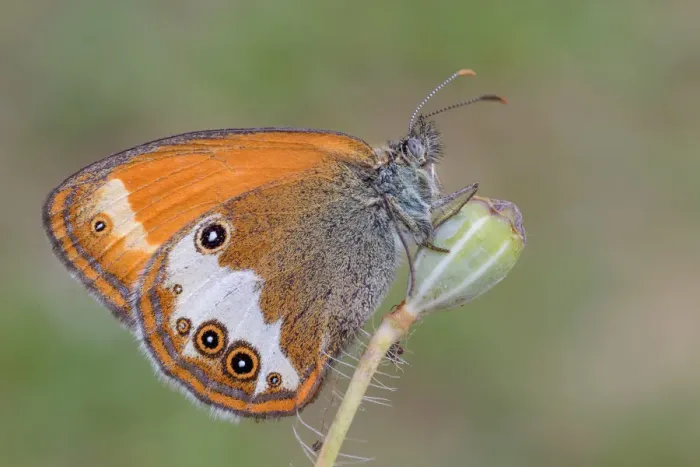 Framed Print : Coenonympha arcania, Liguria, Vobbia