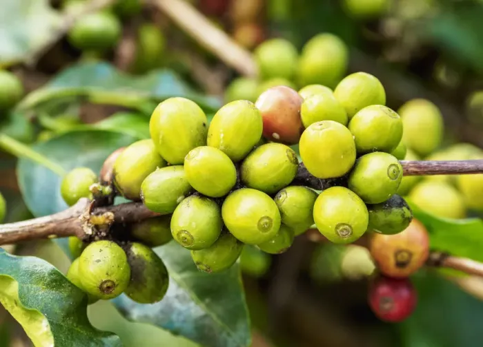 Framed Print : Coffea Cherries at Coffee Plantation, Blue Mountains, Saint Andrew Parish, Jamaica
