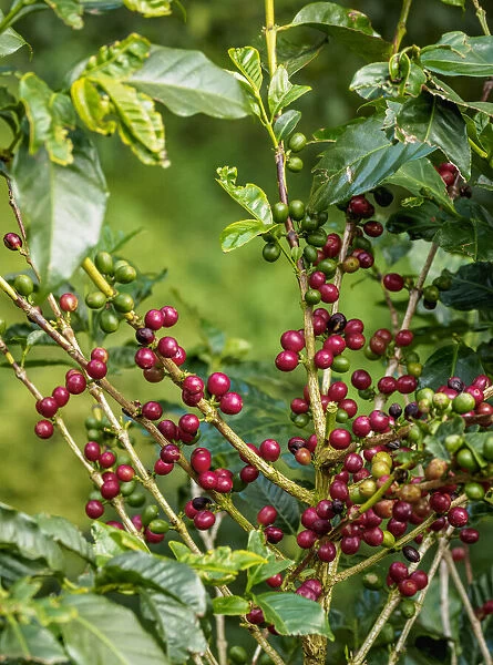 Coffea Cherries at Coffee Plantation, Blue Mountains, Saint Thomas Parish, Jamaica