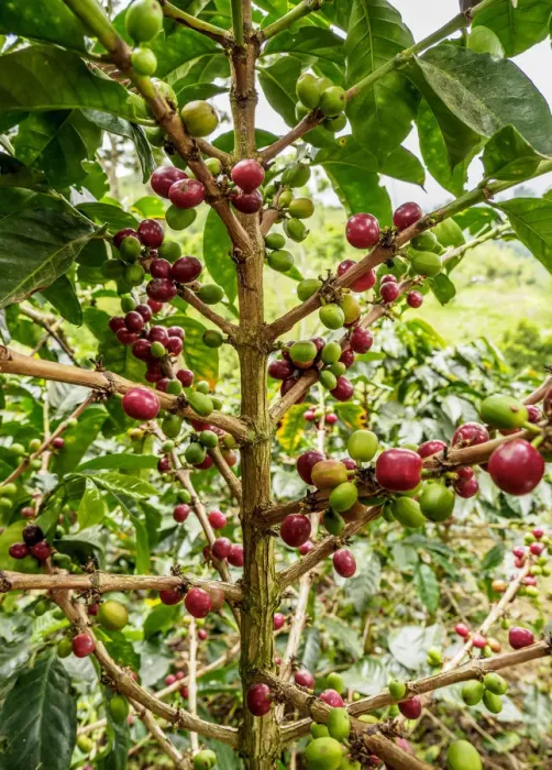 Framed Print : Coffea Cherries, Coffee Triangle, Salento, Quindio Department, Colombia Framed Print : Coffea Cherries, Coffee Triangle, Salento, Quindio Department, Colombia