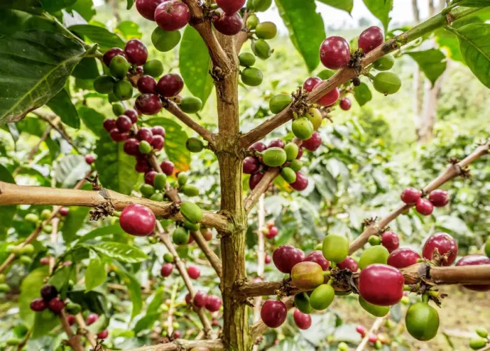 Framed Print : Coffea Cherries, Coffee Triangle, Salento, Quindio Department, Colombia Framed Print : Coffea Cherries, Coffee Triangle, Salento, Quindio Department, Colombia