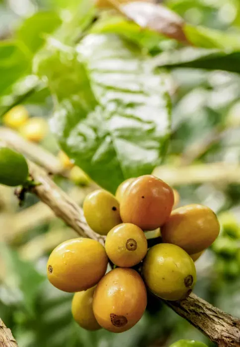 Framed Print : Coffea Cherries, Coffee Triangle, Salento, Quindio Department, Colombia Framed Print : Coffea Cherries, Coffee Triangle, Salento, Quindio Department, Colombia